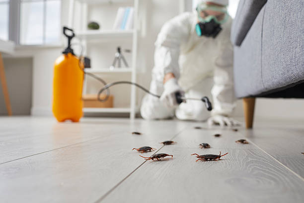 Commercial Kitchen Cockroach Control in Plattsburg